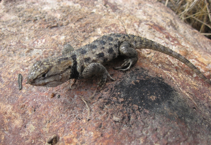 Spiny Lizard